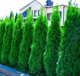 tuja-szmaragd-thuja-smaragd-sadzonki-kolumnowa-na-zywoploty-ponad-55-cm