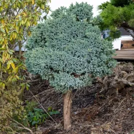 jalowiec-na-pniu-blue-star-sadzonki-niebieska-kula-forma-drzewka