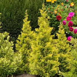tuja-thuja-salland-kolumnowa-sadzonki-na-zywoplot-zlota-odmiana