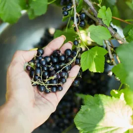 porzeczka-czarna-bona-sadzonki-w-doniczce-sprawdzona-polska-odmiana