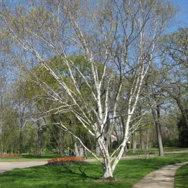 brzoza-pozyteczna-doorenbos-sadzonki-wyjatkowa-biala-kora-ceniona-odmiana