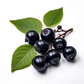 aronia-nero-sadzonki-czarne-super-zdrowe-owoce-idealne-na-przetwory