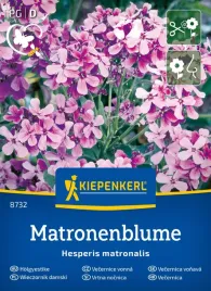 wieczornik-damski-matronenblume-kiepenkerl