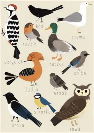 polskie-ptaki-plakat-70x100-cm