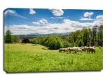 bydlo-pireneje-francja-obraz-na-plotnie-100x70-cm