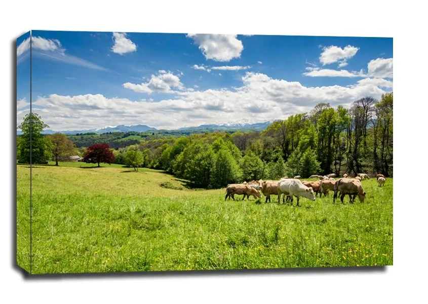 bydlo-pireneje-francja-obraz-na-plotnie-100x70-cm-stan-nowy