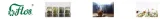 flos-herbata-zielona-100g-waga-100-g