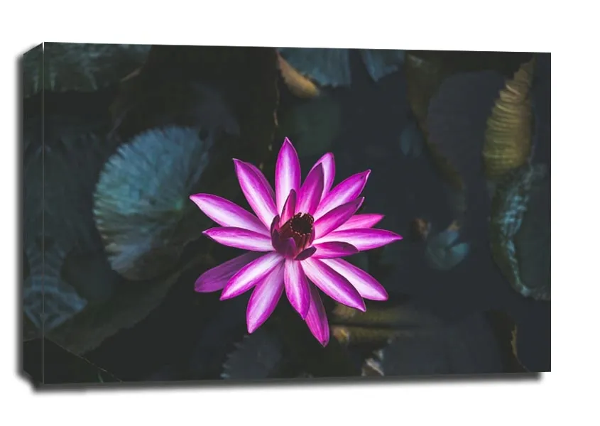 lilia-wodna-obraz-na-plotnie-50x40-cm-stan-nowy