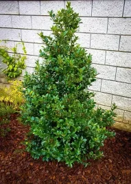 ostrokrzew-meservy-blue-maid-ilex-meserveae-sadzonki-p9-p95