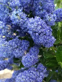 prusznik-victoria-ceanothus-impressus-sadzonki-p9-kalifornijski-lilak