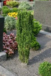 ostrokrzew-karbowanolistny-fastigata-ilex-crenata-sadzonki-p9-p95
