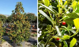 ostrokrzew-kolczasty-nellie-r-stevens-ilex-aquifolium-sadzonki-p9