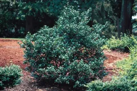 ostrokrzew-meservy-blue-prince-ilex-meserveae-sadzonki-p9-p95