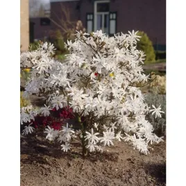 magnolia-gwiazdzista-waterlily-magnolia-stellata-sadzonki-p9