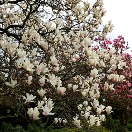 magnolia-soulangea-alba-superba-magnolia-soulangeana-sadzonki-p9
