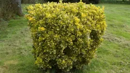 ligustr-jajolistny-ligustrum-ovalifolium-sadzonki-p9
