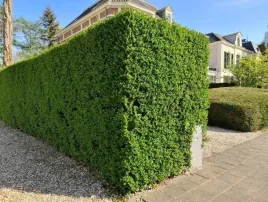 ligustr-jajolistny-ligustrum-ovalifolium-sadzonki-p9