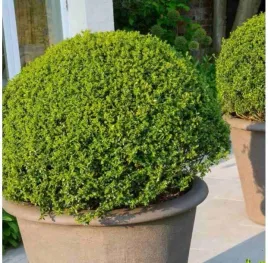 ostrokrzew-karbowanolistny-caroline-upright-ilex-crenata-sadzonki-p9