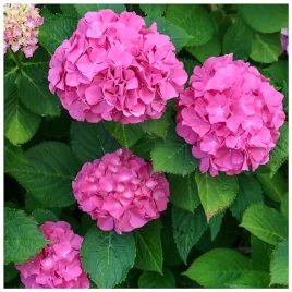 hortensja-ogrodowa-alpengluhen-hydrangea-macrophylla-sadzonki-p9