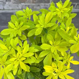 choisya-ternata-sundance-sadzonki-p9