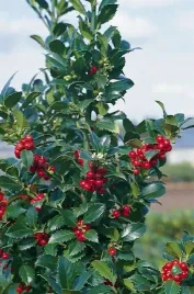 ostrokrzew-meservy-heckenfee-ilex-meserveae-sadzonki-p9-p95