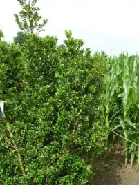 ostrokrzew-meservy-heckenstar-ilex-meserveae-sadzonki-p9-p95