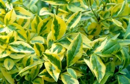 ligustr-jajolistny-aureum-ligustrum-ovalifolium-sadzonki-p9-p95