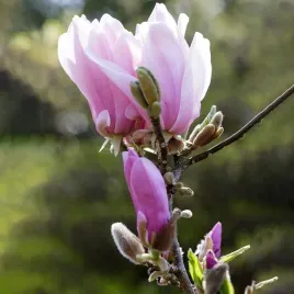 magnolia-george-henry-kern-magnolia-soulangeana-sadzonki-p9