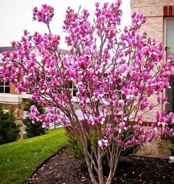 magnolia-susan-magnolia-soulangeana-sadzonki-p9-p95-wysokosc-20-30