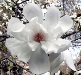 magnolia-loebnera-merrill-magnolia-loebneri-sadzonki-p9-p95