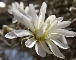 magnolia-gwiazdzista-royal-star-magnolia-stellata-sadzonki-p9-p95