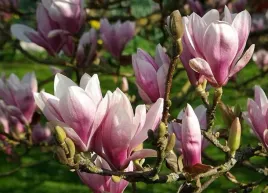 magnolia-soulangea-magnolia-soulangeana-sadzonki-p9-p95