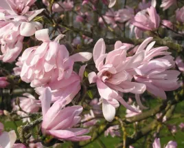 magnolia-gwiazdzista-magnolia-stellata-sadzonki-p9-p95