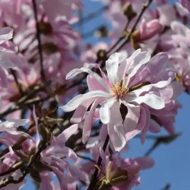 magnolia-gwiazdzista-rosea-magnolia-stellata-sadzonki-p9-p95