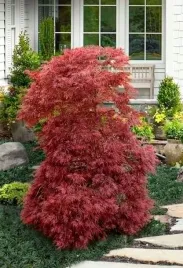 klon-palmowy-emerald-lace-acer-palmatum-sadzonki-p9