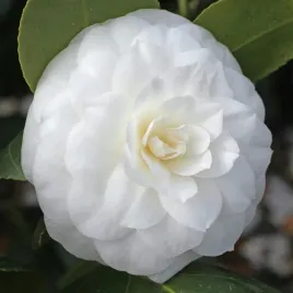 kamelia-japonska-alba-compacta-camellia-japonica-sadzonki-p9
