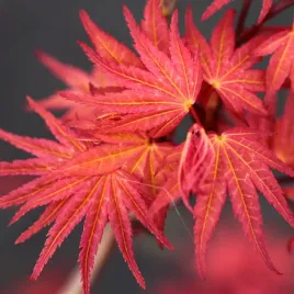klon-palmowy-phoenix-acer-palmatum-sadzonki-p9