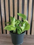 epipremnum-global-green-sadzonka-20-cm