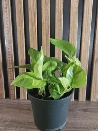 epipremnum-global-green-sadzonka-20-cm