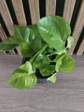 epipremnum-global-green-sadzonka-20-cm-rodzaj-rosliny-rosliny-zielone