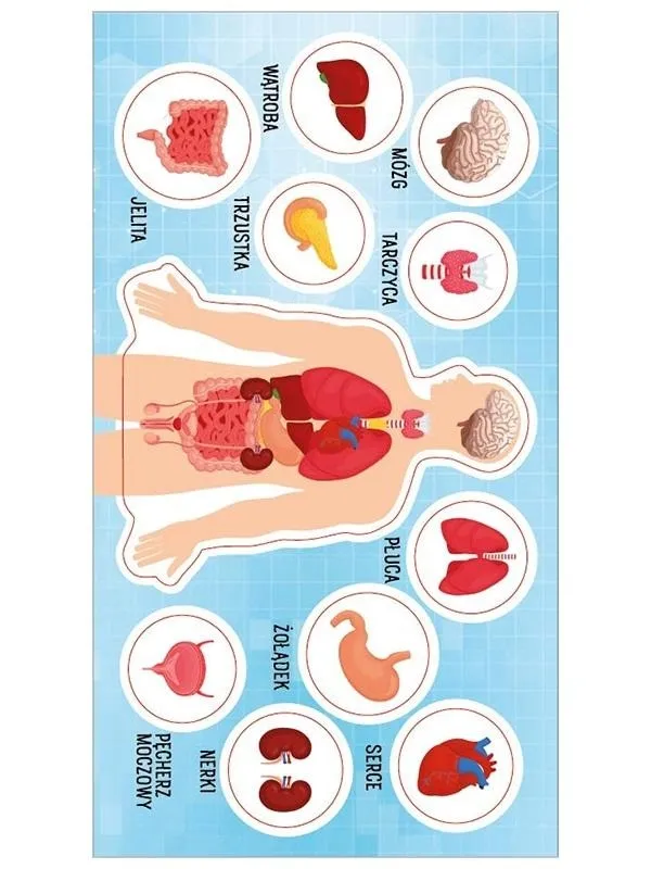 naklejki-anatomia-czlowieka