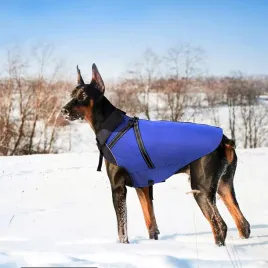 kurteczka-buddypuppy-odcienie-niebieskiego-l