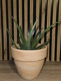 aloes-aloe-vera-equator-sadzonka-30-cm