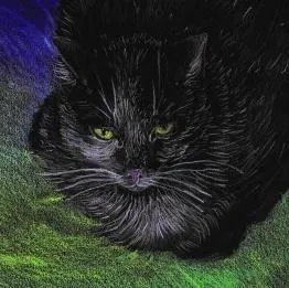 notes-koty-ekologiczne