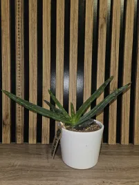 aloes-aloe-vera-w-bialej-doniczce-sadzonka-30-cm