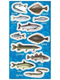 naklejki-ryby-baltyckie