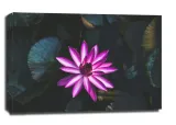 lilia-wodna-obraz-na-plotnie-40x30-cm