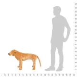 pluszowy-labrador-79x56cm-jasnobrazowy-marka-inna