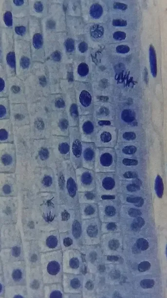 mikroskop-bresser-erudit-basic-40400x-walizka-marka-inna-waga-z-opakowaniem-6530-kg