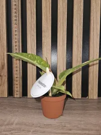 filodendron-ring-of-fire-sadzonka-10-cm